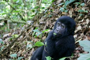 10 Days Best of Rwanda Safari