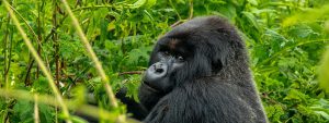3 Days Gorilla Tracking Safari in Rwanda