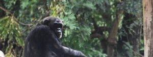 3 Days Nyungwe Chimp Tracking Safari