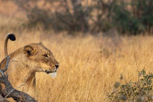 5 Days Gorillas & Wildlife Safari Uganda