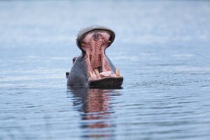 4-Days Akagera Wildlife & Balloon Safari
