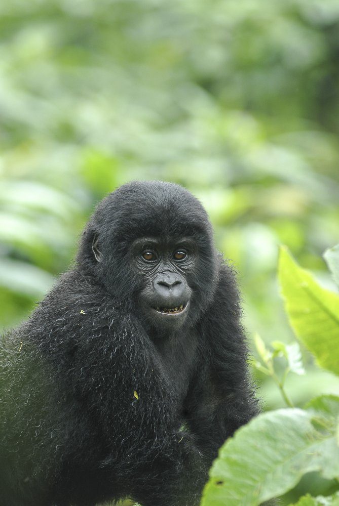 Rwanda Gorilla Trekking Vs Uganda Gorilla Trekking