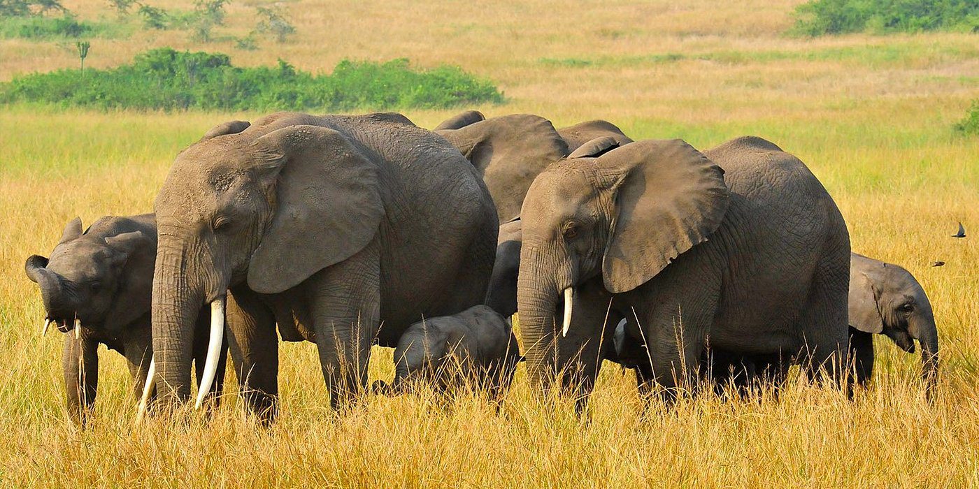 5 Days Gorilla Habituation and Trekking Safari