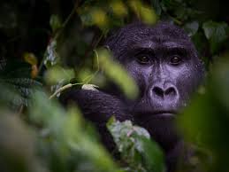 7 Days Rwanda Highlights Holiday