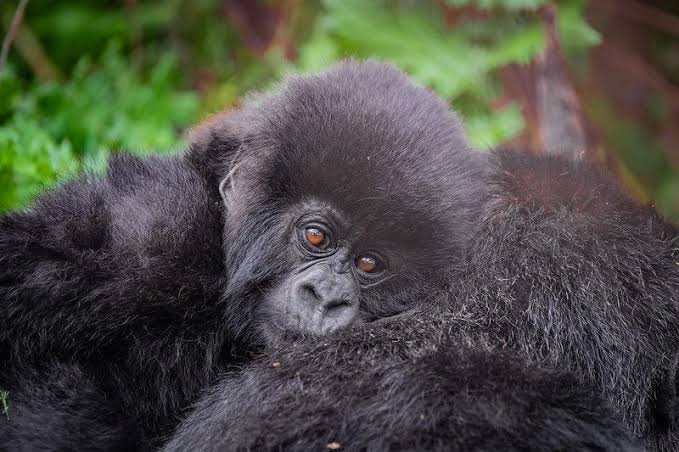 7 Days Murchison and Bwindi Safari