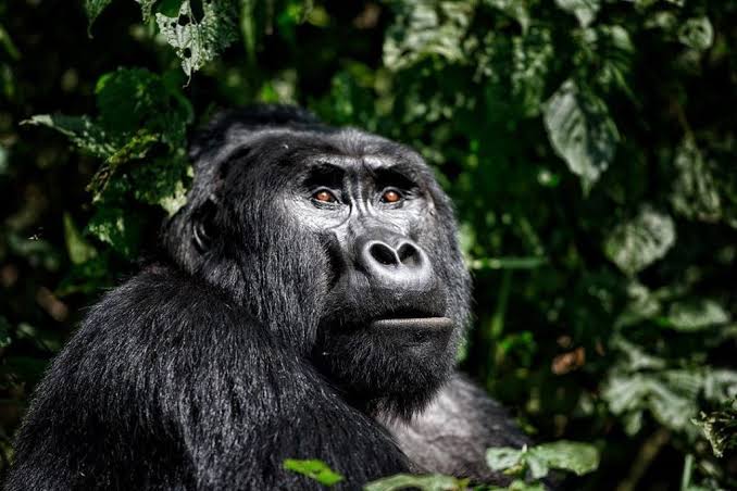 12 Days Mount Rwenzori Hiking