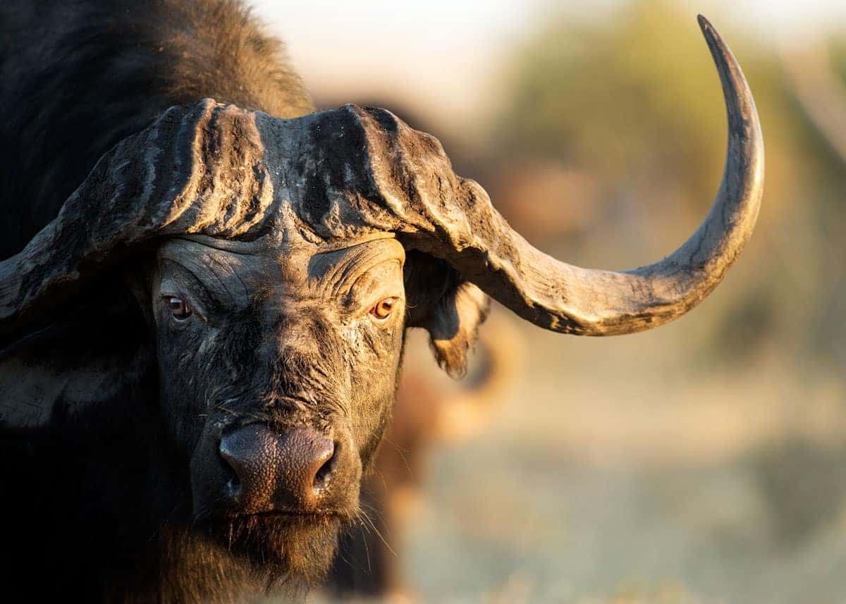 Big Five Safaris in Rwanda