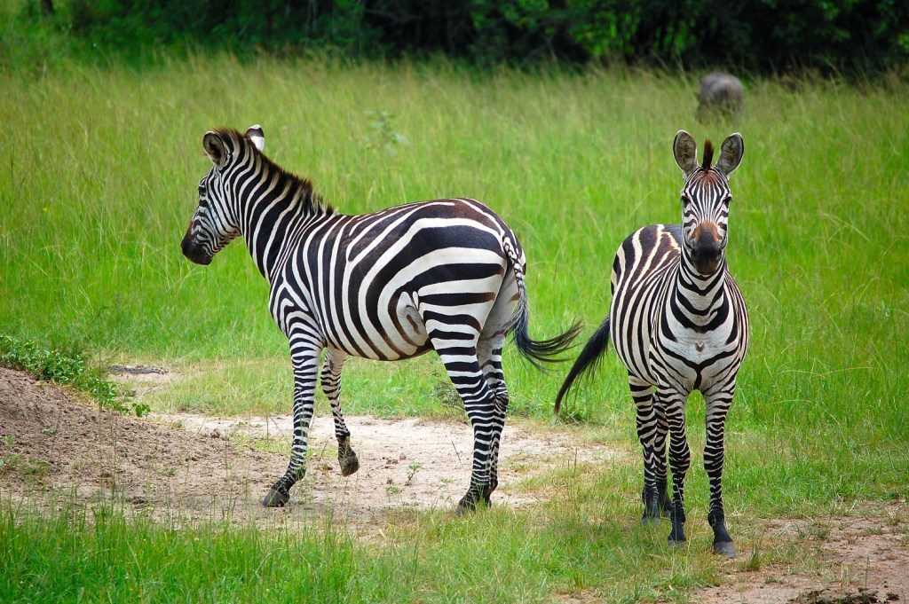 4 Days Akagera National Park Safari