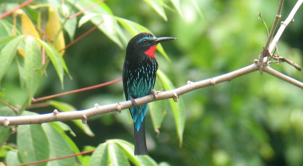 12 Days Uganda Birding and Wildlife Safari