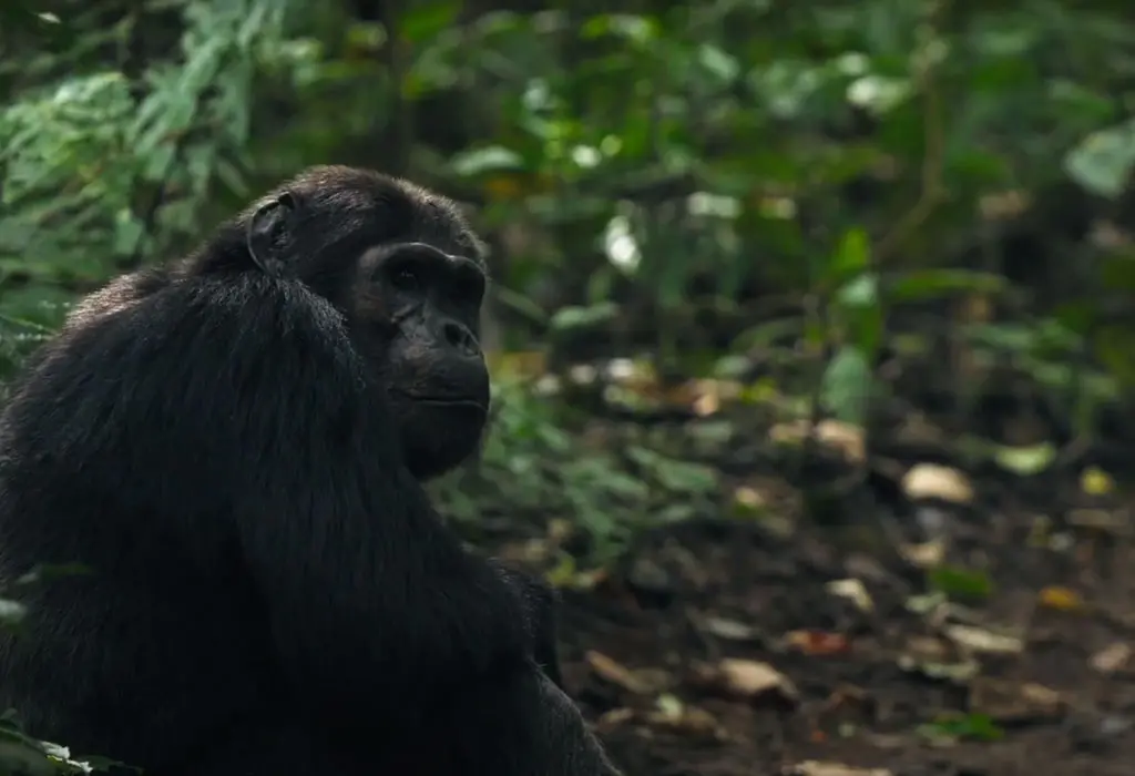 Rules and Regulations for Chimpanzee Trekking in Uganda