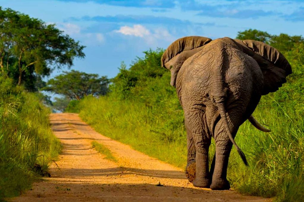 5 Day Uganda Primates and Wildlife Safari