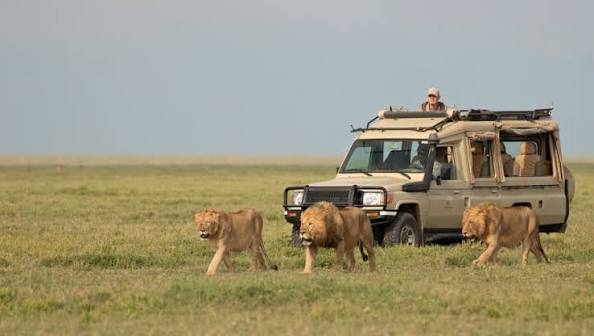 3 Days Nyerere National Park Safari from Zanzibar