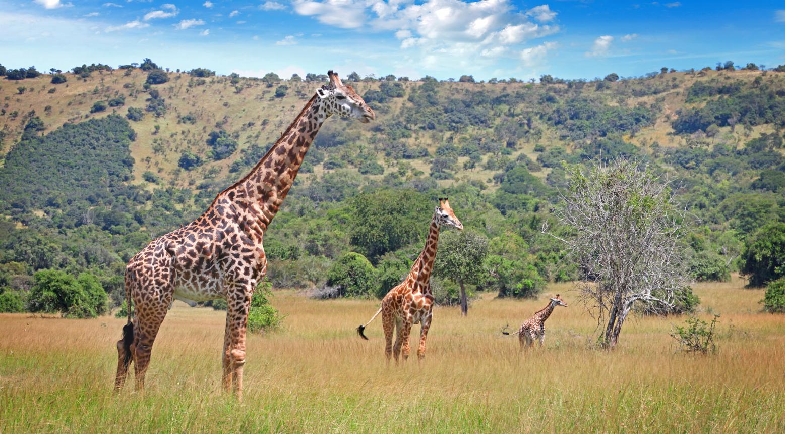 Akagera National Park Fees