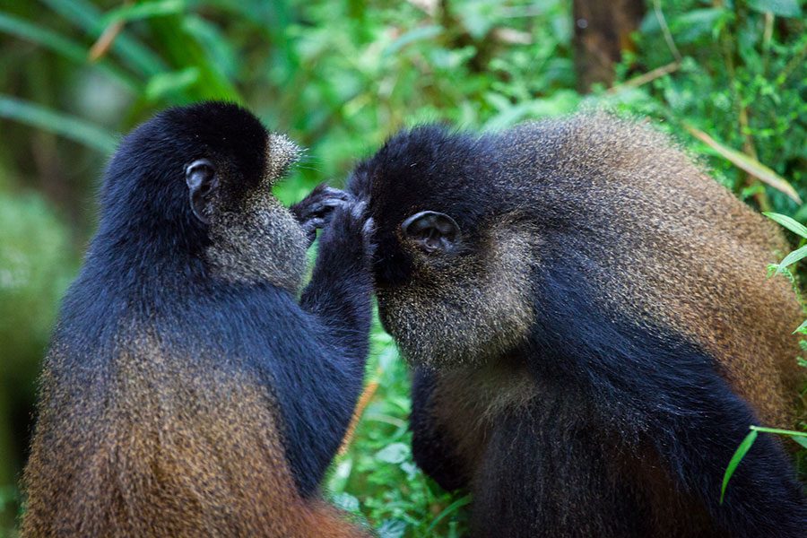 Golden Monkey Trekking in Rwanda