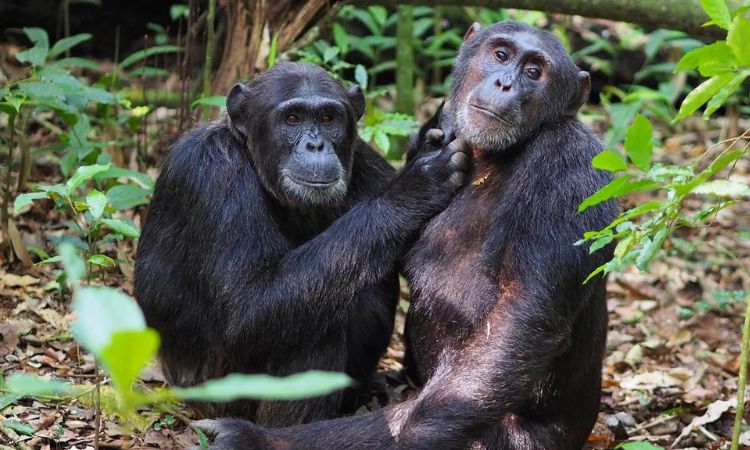 Chimpanzee Trekking in Uganda