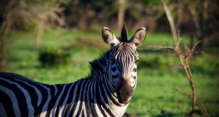 19 Days Tanzania and Uganda Safari