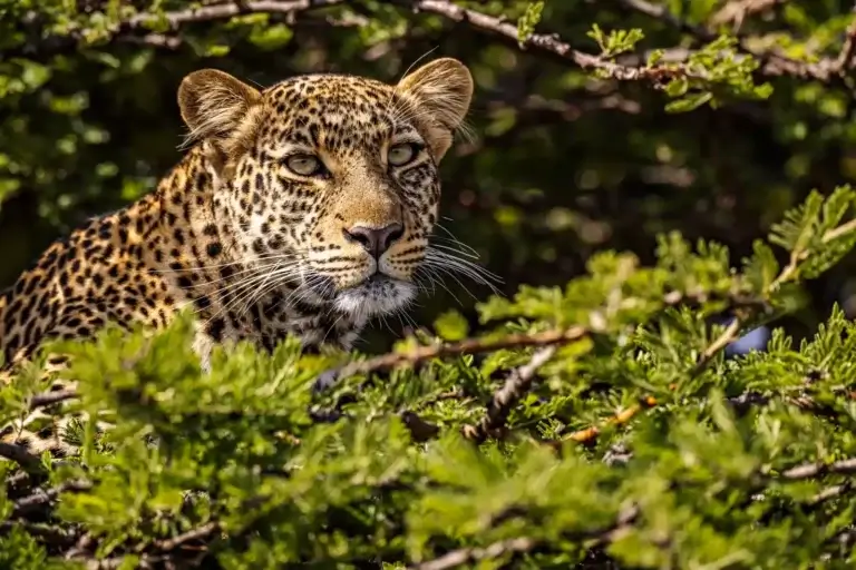 2 Day Lake Nakuru and Masai Mara Safari