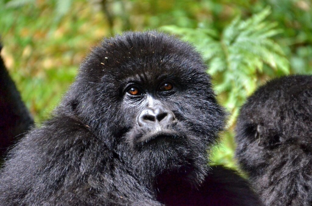 Guide to African Safari Experiences