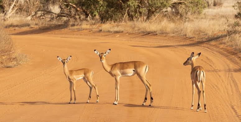 Tsavo East National Park