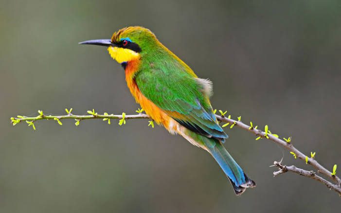 Wildlife Safaris in Rwanda