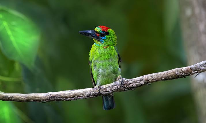 Bird Watching in Rwanda