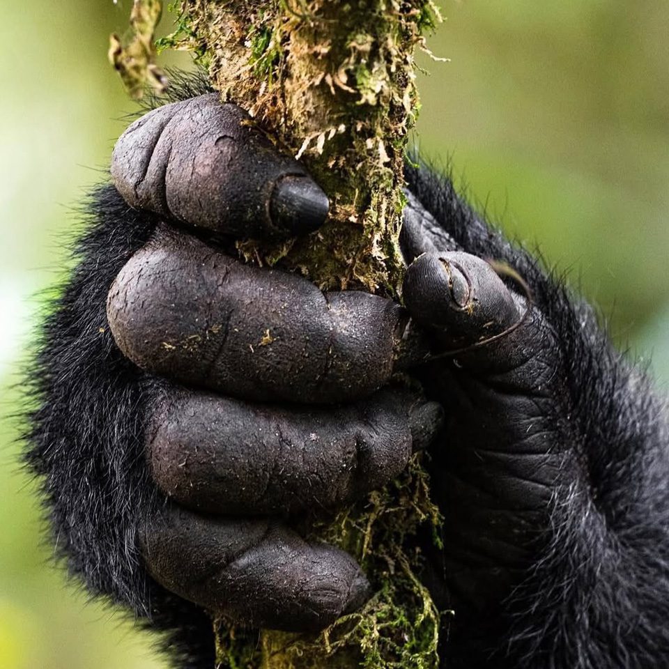 Rules and Regulations for Gorilla Trekking in Rwanda