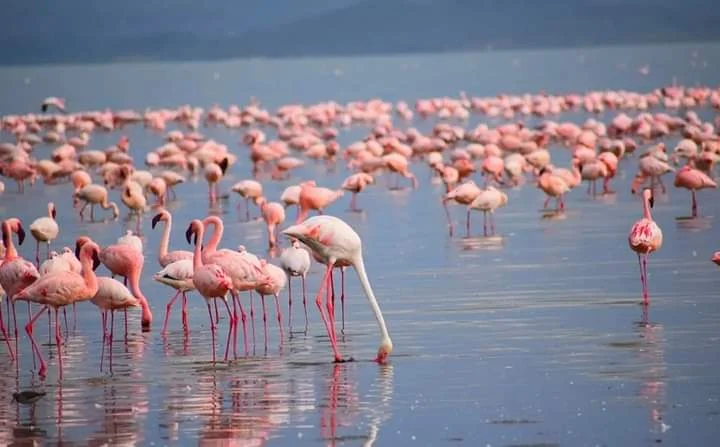3 Days Lake Nakuru and Lake Naivasha Safari