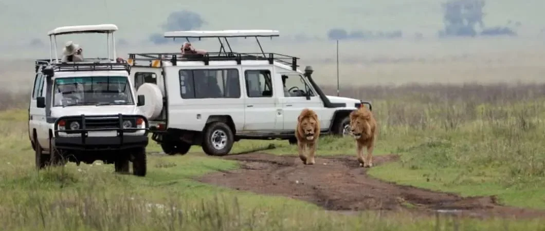 Guide to Game Drives in Uganda