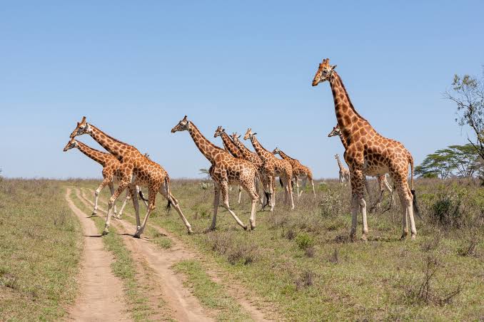 3 Days Murchison Falls National Park