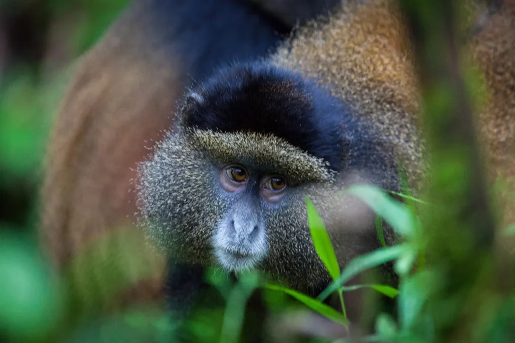10 Days Best of Uganda Safari