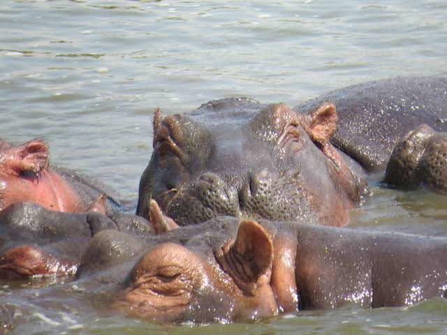 3 Days Queen Elizabeth National Park
