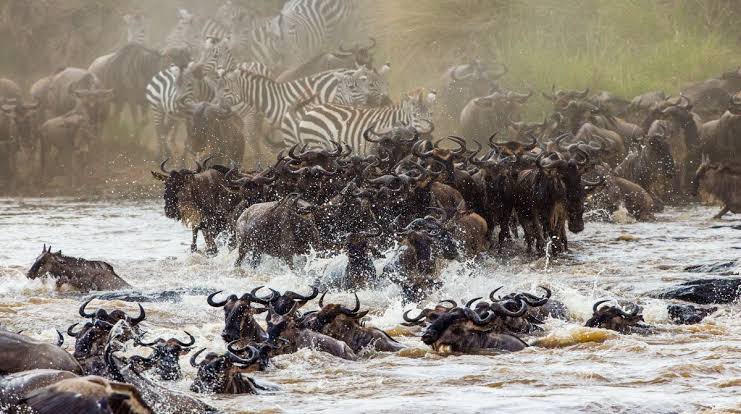10 Days Serengeti, Masai Mara and Bwindi Gorilla Fly-in Safari
