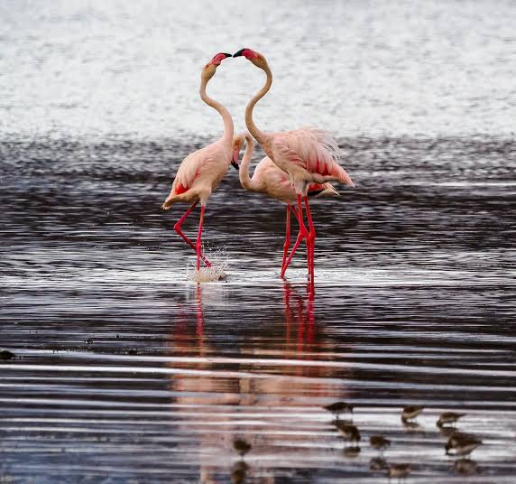 4 Days Amboseli, Lake Naivasha and Lake Nakuru Safari