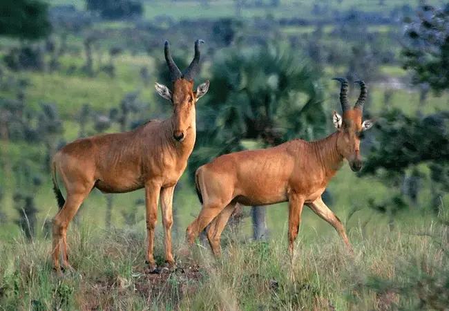 Ruma National Park