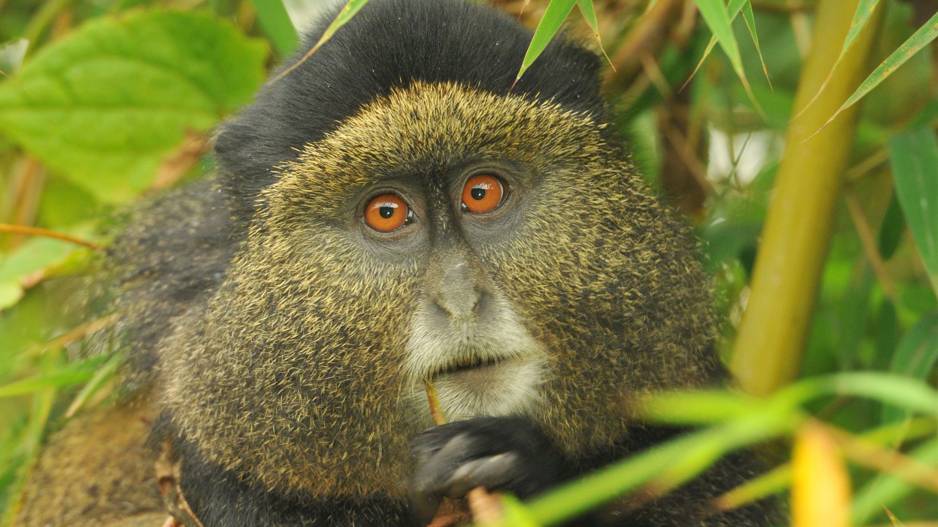 4 Days Rwanda Gorilla and Golden Monkey Trek