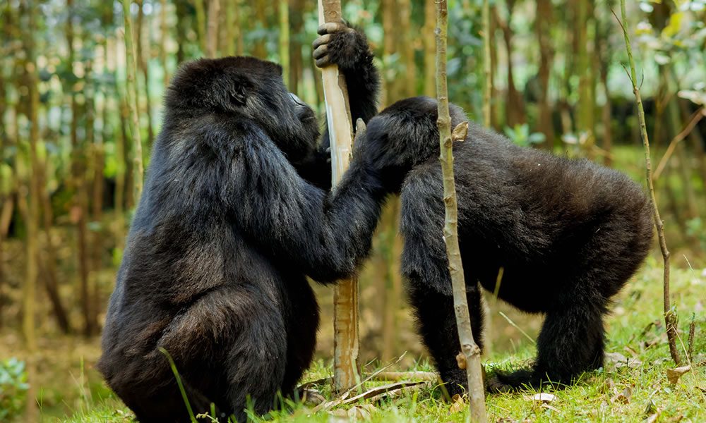 Chimpanzee Trekking in Rwanda